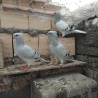 کفتر شامی دمسفید زردوسرخ دم سفید کلاغ کله سفید