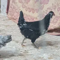 تخم مرغ گلین|حیوانات مزرعه|برخوار, |دیوار