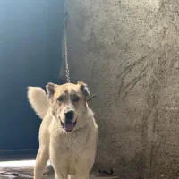 سگ نگهبان تربیت شده