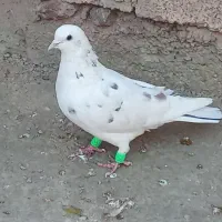 کبوتر تهرانی