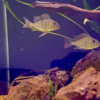 ماهی پرکسیموس