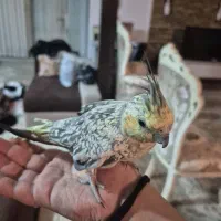 عروس هلندی ماده|پرنده|دوگنبدان, |دیوار