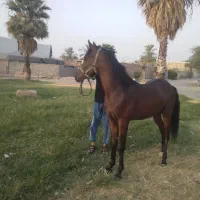 نریان خالص ایرانی|اسب و تجهیزات اسب‌سواری|شوشتر, |دیوار