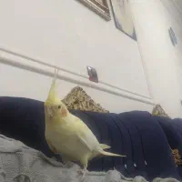 عروس هلندی نر