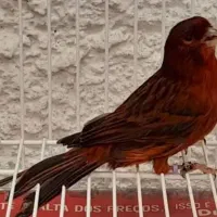 دوجفت قناری