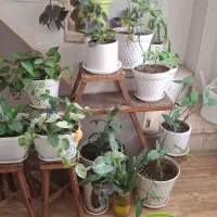 گلدان گل طبیعی