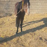 فروش  ماده هست|اسب و تجهیزات اسبسواری|یاسوج, |دیوار