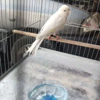 قناری نر مست مست|پرنده|فردوسیه, |دیوار