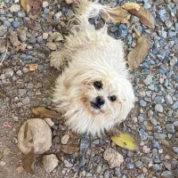 سگ نژاد شیتزو