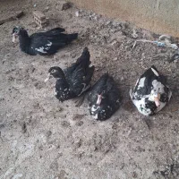 اردک روسی ماده|حیوانات مزرعه|جوادآباد, |دیوار