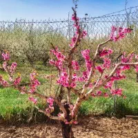 هرس درخت عیدانه شروع شد.لطفا مطالعه کنید