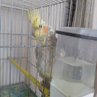 دو عروس هلندی نر و ماده و با یک جوجه یک ماهه|پرنده|مرند, |دیوار