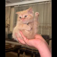 واگذاری گربه اسکاتیش