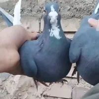 تعدادی ماده پلنگ فروشی