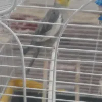 عروس هلندی نر
