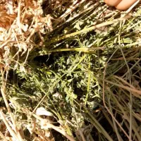 یونجه صدرصد خالص چین دوم|لوازم جانبی حیوانات|خوی, |دیوار