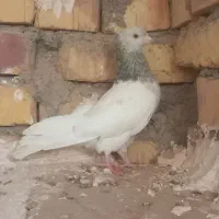 ۹عدد کفتر خوب|پرنده|تربت جام, میان جام|دیوار