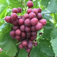فروش نهال انگور ردگلوب