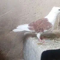 کبوتر دوکت سرخ