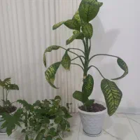 گل دیفن باخیا