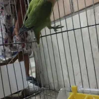 سه عدد کوتوله برزیلی و سه عدد جوجه
