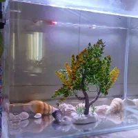 آکواریوم شیشه خم شرکتی