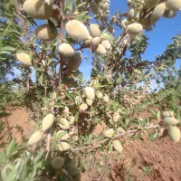 زمین|فروش زمین و ملک کلنگی|شیراز, کودیان|دیوار