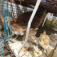 مرغ و 12جوجه