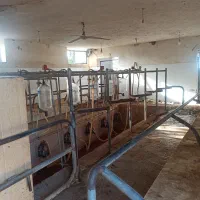 «۱هکتار دامداری ۱۰۰راس+۳۰۰۰متر زمین زراعی»|فروش زمین و ملک کلنگی|گنبد کاووس, |دیوار