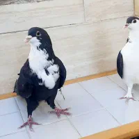 ۳ جفت باهم کرواتی ساده خال ....