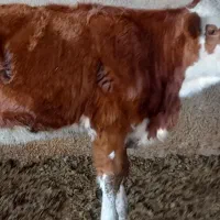 تخت پای کل فروشی جوین قارزی