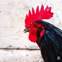 خروس سیاه