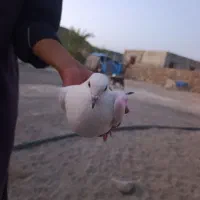 کبوتر