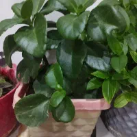 گل قاشقی گل یخ