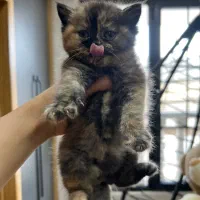 واگذاری برتیش کالیکو (رایگان نیستش)