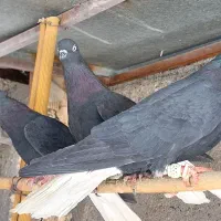 کبوتر|پرنده|قزوین, |دیوار