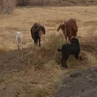 جفت بز دورگ سه زه