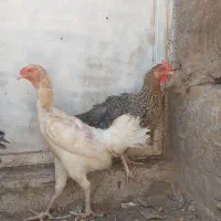 مرغ|حیوانات مزرعه|رفسنجان, |دیوار