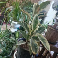 تعداد گل چند ساله