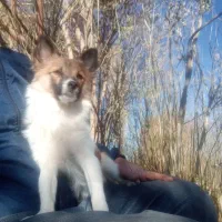 گمشده این سگ|حیوانات|همدان, |دیوار