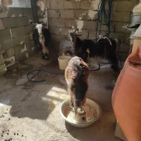 دوبز شیراویک بیگ چاق