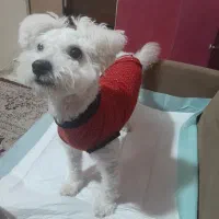 یک عدد سگ شتزو وتریر میکس