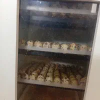 تخم بلدرچین نطفه دار|حیوانات مزرعه|زاهدان, |دیوار