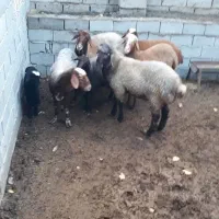 دو تا قوچ افشار و ۴تا ماده افشار و یک بره|حیوانات مزرعه|رامیان, |دیوار