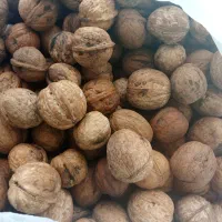 گردوی خوب و با کیفیت