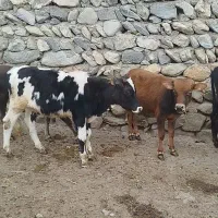 18عدد گوساله نر دورگه