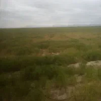 گندم بذری پیشگام