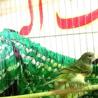 قناری نر بخون  سینه سرخ آماده جف گیری