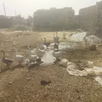 بوقلمون. غاز   قوغاز.|حیوانات مزرعه|تربت جام, کشتارگاه|دیوار