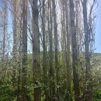 خرید انواع چوب|خدمات باغبانی و درختکاری|خمین, |دیوار